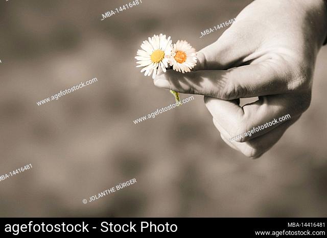 Woman's hand holding daisy flowers, black and white with color effect