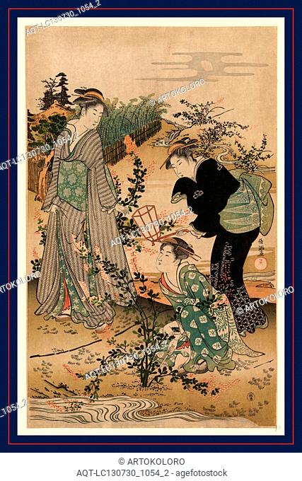 Hagi no tamagawa, Bushclover at Tamagawa., Kubo, Shunman, 1757-1820, artist, [between 1780 and 1820], 1 print : woodcut, color