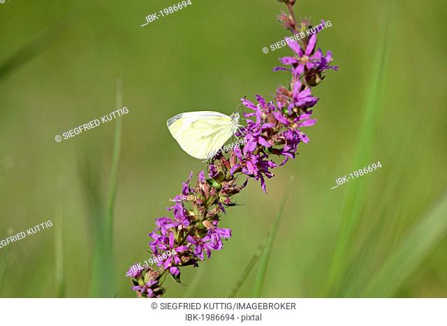 Green-veined White (Pieris napi), Lower Saxony, Germany, Europe