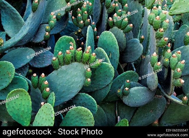 Opuntia ficus-indica is also known as Prickly Pear, Indian Fig or Mission Cactus. Nature wallpaper background
