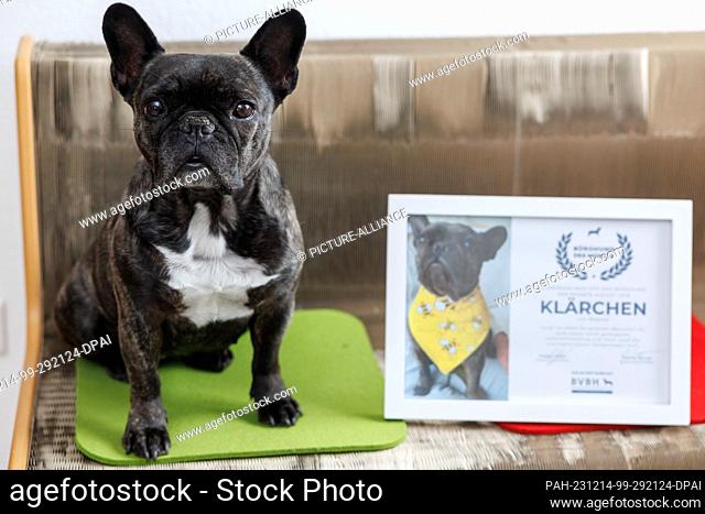 PRODUCTION - 23 November 2023, Bavaria, Nuremberg: The French Bulldog Klärchen vom Münchhof sits in the office of the advertising agency media4nature next to...