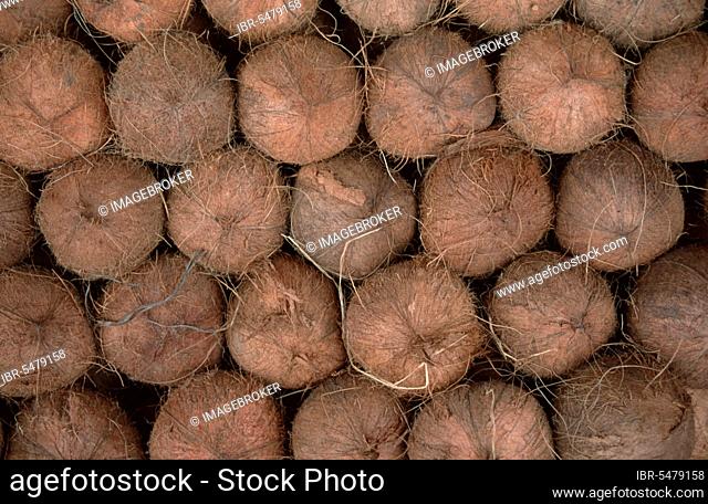 Coconuts, Madagascar, Africa