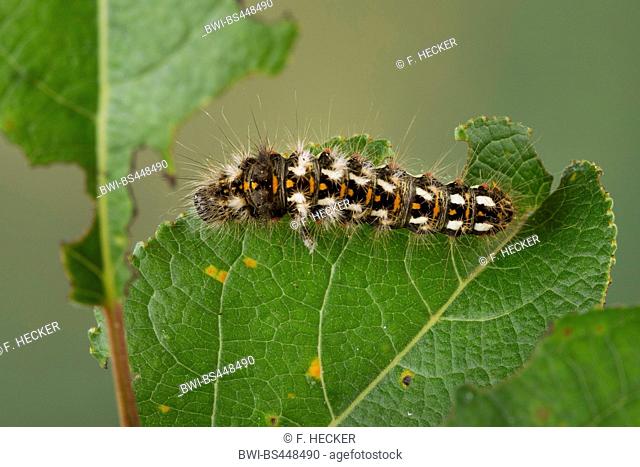 knot grass moth (Acronicta rumicis, Viminia rumicis, Acronycta salicis), caterpillar feeding on willow, Germany