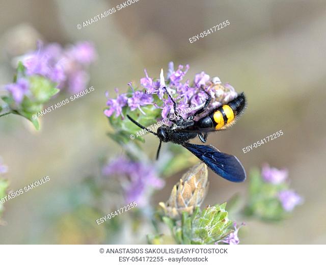 Scolia hirta is a species of wasp belonging to the family Scoliidae subfamily Scoliinae, Greece