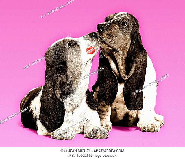 Dog - Basset Hound - two in studio 'kissing'. Digital Manipulation