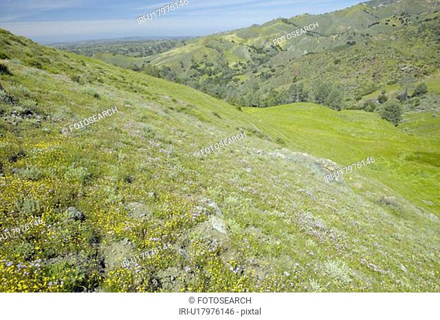 Spring flower fields and rolling hills of Figueroa Mountain near Santa Ynez and Los Olivos