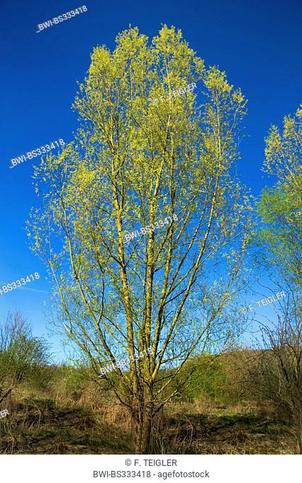 White willow (Salix alba), in spring, Germany