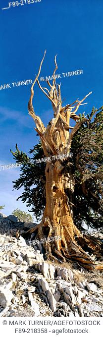 Bristlecone pine (Pinus longaeva). Patriarch Grove, Ancient Bristlecone Pine Forest, Inyo NF. Sierra Nevada Mountains, California. USA