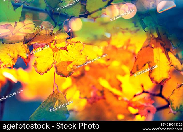Colorful yellow leaves in Autumn season. Close-up shot. Suitable for background image