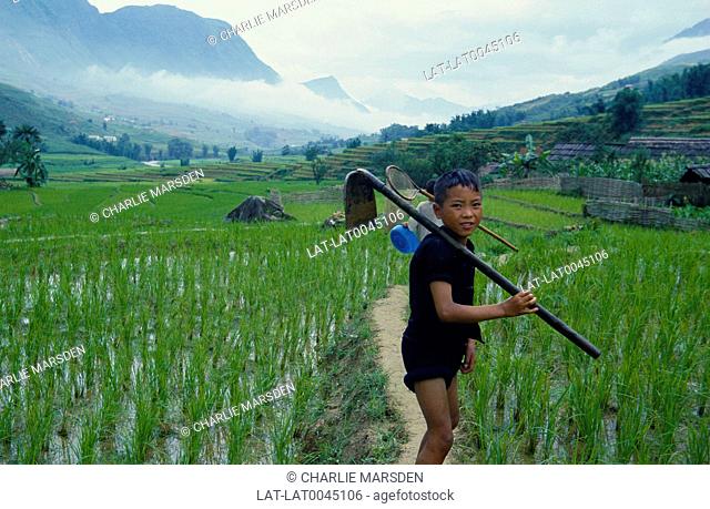Hmong boy on path in field of rice. Mountains behind. Hoe on shoulder. Low cloud