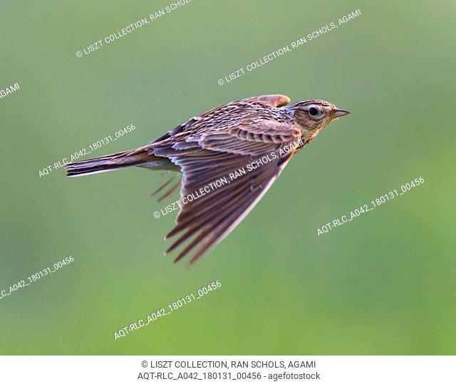 Flying Eurasian Skylark., Eurasian Skylark, Alauda arvensis