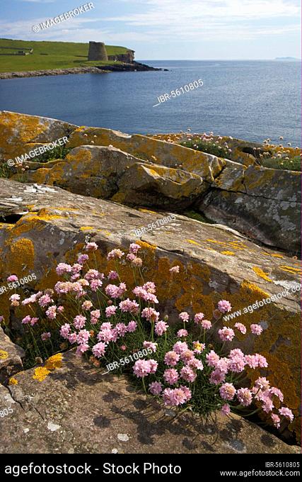 Beach carnation, sea thrift (Armeria maritima), Beach carnation, Thrift flowering, amongst rocks in coastal habitat, Iron Age Broch in distance, Mousa