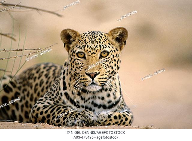 Leopard, Panthera pardus, Kgalagadi Transfrontier Park, Kalahari, South Africa