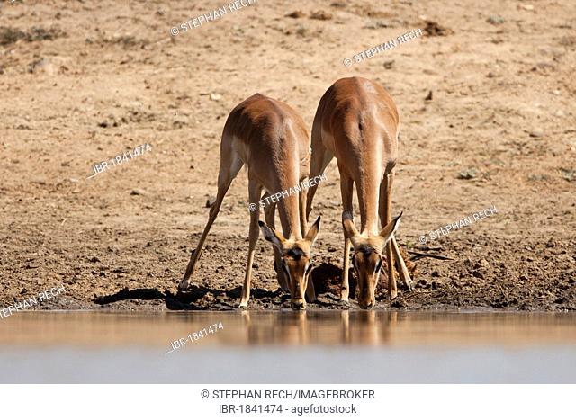 Impalas (Aepyceros melampus) drinking at a waterhole, Tshukudu Game Lodge, Hoedspruit, Greater Kruger National Park, Limpopo Province, South Africa, Africa