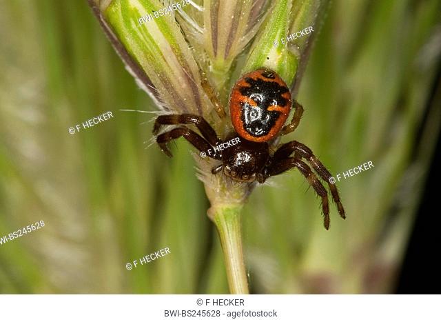 Crab Spider Synema globosum, Synaema globosum, sitting at a grass ear, Germany
