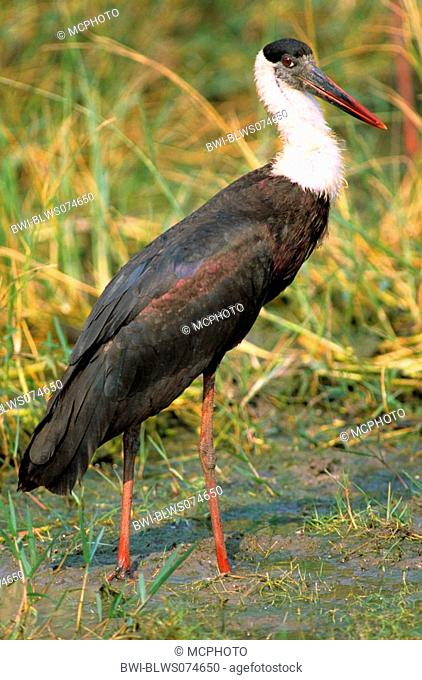woolly-necked stork Ciconia episcopus, in marsh meadow, India, Keoladeo Ghana NP