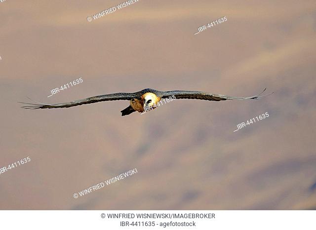 Bearded vulture in flight (Gypaetus barbatus), Giant's Castle National Park, Kwazulu-Natal, South Africa