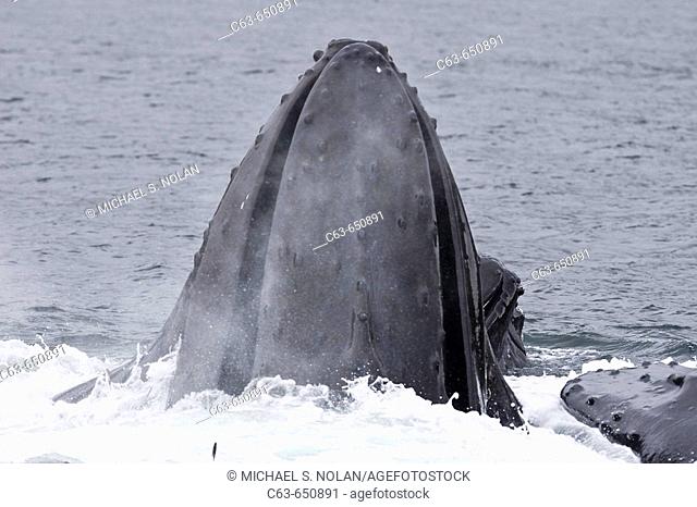 Adult humpback whales (Megaptera novaeangliae) cooperatively bubble-net feeding near Freshwater Bay on Chichagof Island in Southeast Alaska, USA