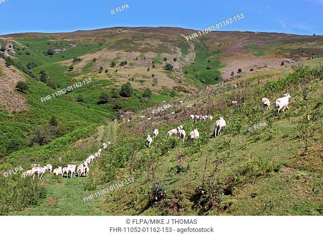 Domestic Sheep, newly shorn flock, released onto upland for summer grazing, Clwydian Hills, North Wales, july