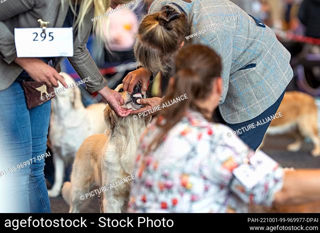 01 October 2022, Mecklenburg-Western Pomerania, Rostock: A Golden Retriever is examined by the jury at the Rostock Dog Show and its dentition is checked