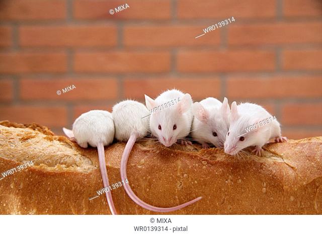 Mice on top of bread