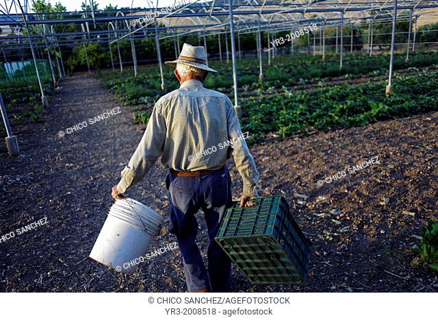 A senior farmer carries empty plastic boxes in Los Tamayos organic farm in Prado del Rey, Cadiz, Andalusia, Spain, June 20, 2013