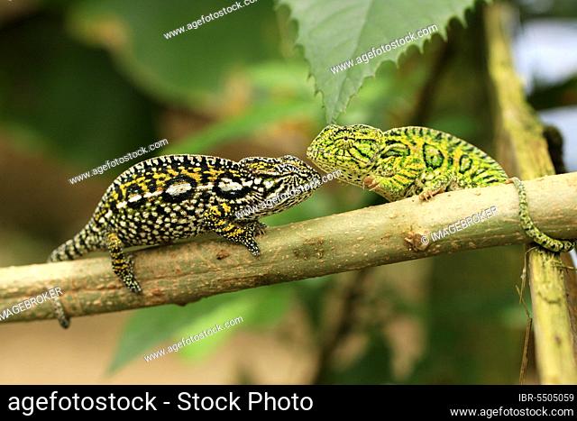 Carpet (Furcifer lateralis) Chameleons, pair, Madagascar (Chamaeleo lateralis)