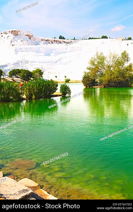 tree   abstract in  pamukkale turkey asia the old calcium bath and travertine water
