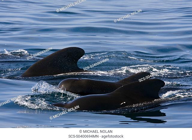 A pod of 40 to 50 short-finned pilot whales Globicephala macrorhynchus encountered southwest of Isla San Pedro Martir in the midriff region of the Gulf of...