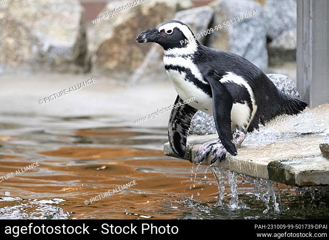 09 October 2023, Saxony, Hoyerswerda: A Jackass penguin (Spheniscus demersus) stands in an enclosure at the zoo. Since the beginning of September