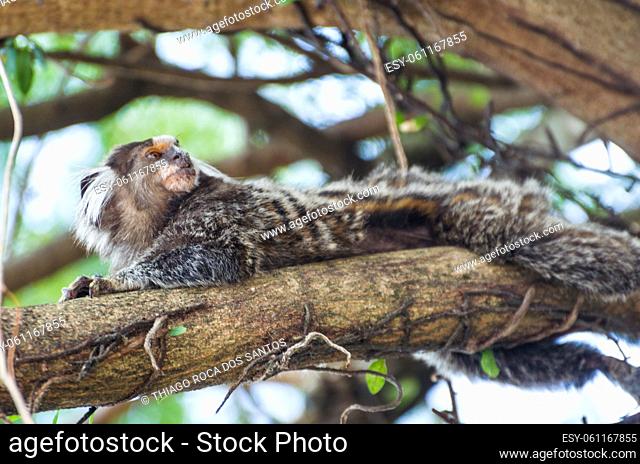 Beautiful marmoset monkey (Callithrix jacchus) found in large quantities in the city of Salvador in Brazil