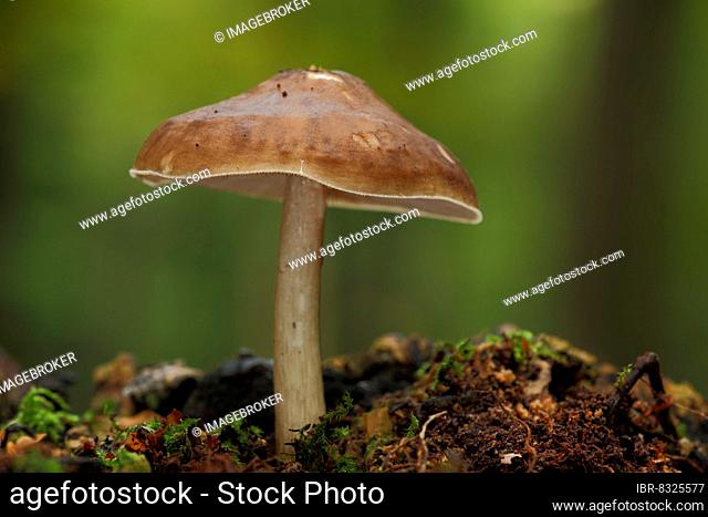 Fawn roof fungus (Pluteus cervinus) in Eppstein, Taunus, Hesse, Germany, Europe