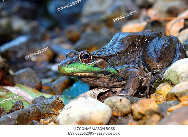 Green Frog Rana clamitans