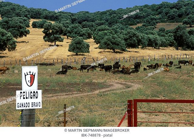 Sign, Peligro Ganado Bravo (wild cattle crossing), Costa de la Luz, Cádiz Province, Andalusia, Spain
