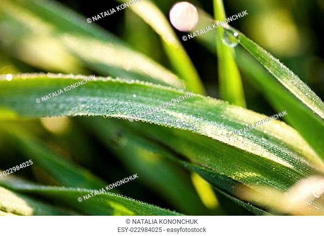 Dew drops on the blades of grass