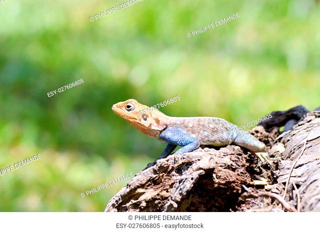 Lizard of all colors on a trunk in a garden of Mombasa in Kenya
