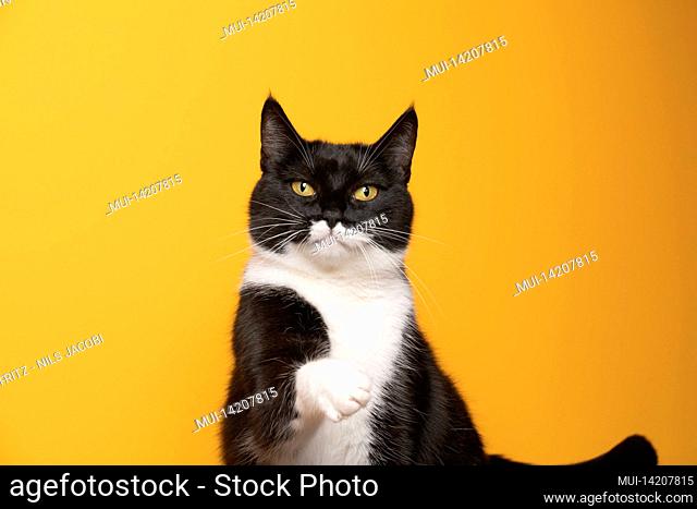 playful black and white cat raising paw looking at camera on yellow background with copy space