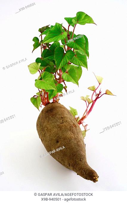 Sweet potato plant sprouts
