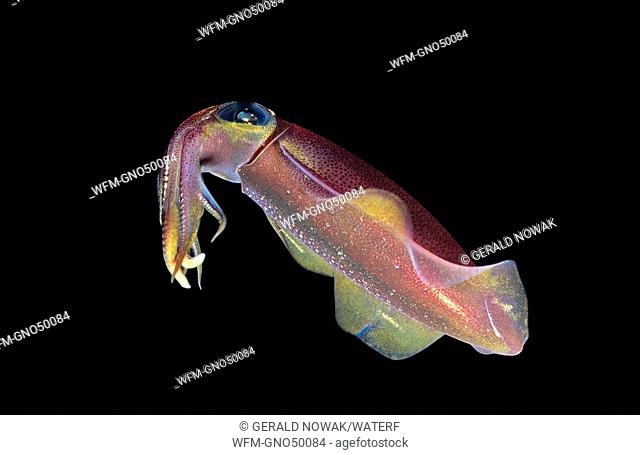 Bigfin reef squid at night, Sepioteuthis lessoniana, Red Sea, Egypt