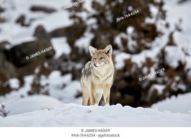 Coyote (Canis latrans) in winter, Yellowstone National Park, UNESCO World Heritage Site, Wyoming, United States of America, North America