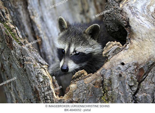 American Raccoon (Procyon lotor), young animal looking curiously out of tree hole, Pine County, Minnesota, USA, North America