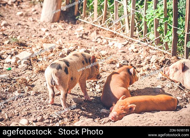 Barnyard with cute piglets in the summertime