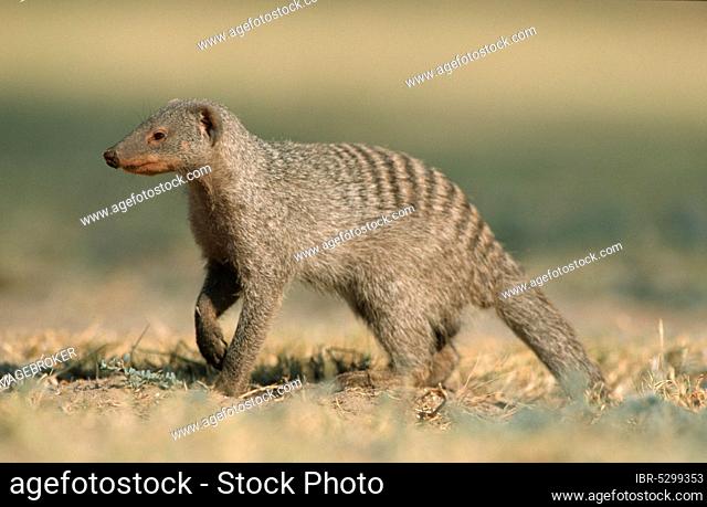 Banded mongoose (Mungos mungo), banded mongoose, Page, Namibia, Africa