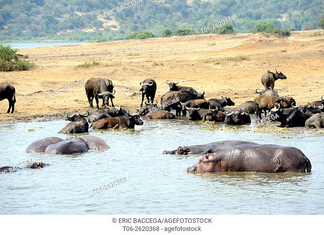 Hippopotamus (Hippopotamus amphibius) and African / Cape buffalo (Syncerus caffer), Lake Edward, Queen Elizabeth National Park, Uganda, Africa