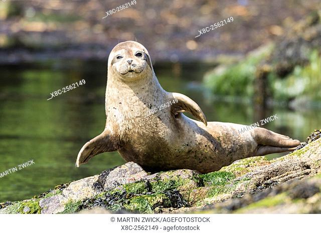 Harbour Seal or Common Seal (Phoca vitulina) on the coast of the Shetland Islands. Europe, northern europe, great britain, scotland, Shetland Islands, June