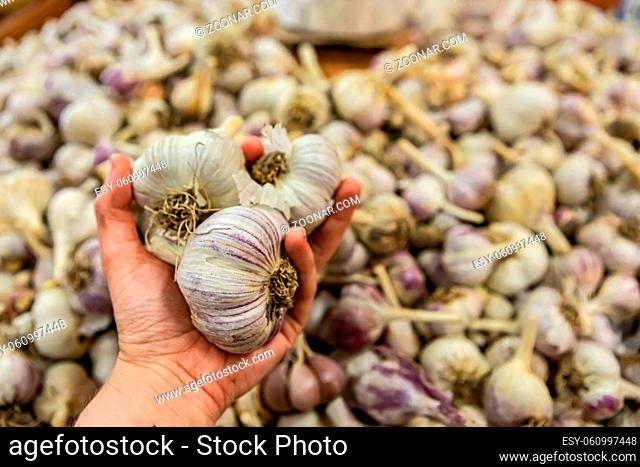 a handful of garlic.man's hand holding three big heads of fresh garlic at the local food market. Many other heads in the blurred background