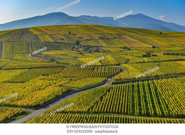 Wine Road, Vineyards of Alsace in France, Europe