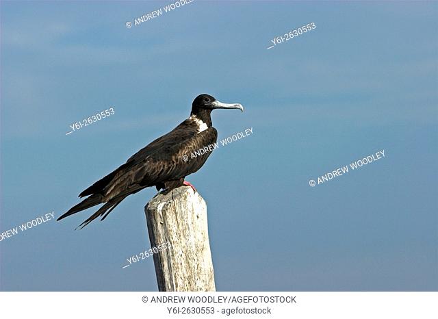 Frigate bird on dock pole Cancun Quintana Roo Mexico