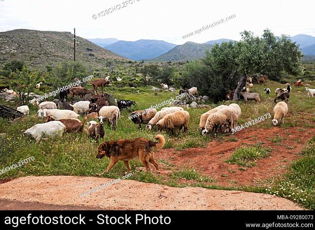 Herd dog guards sheep and goats in the mountains of Arcadia, Greece