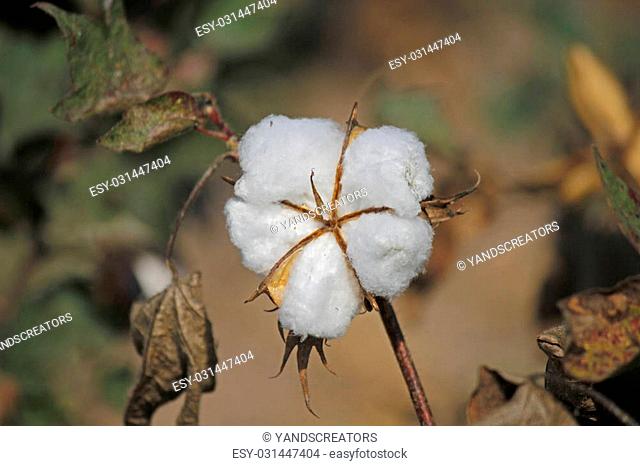 Cotton is a soft, fluffy staple fiber that grows in a boll, or protective capsule, around the seeds of cotton plants of the genus Gossypium in the family of...